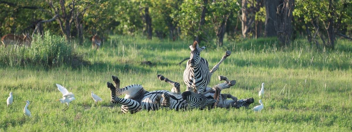 16 Day Zimbabwe Game Trail Camping Safari