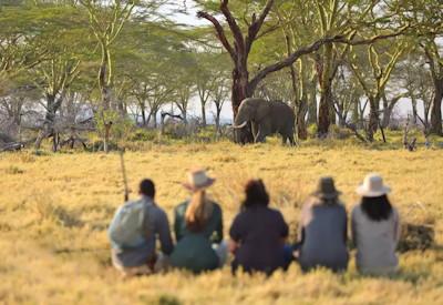 10 Best Serengeti National Park safaris
