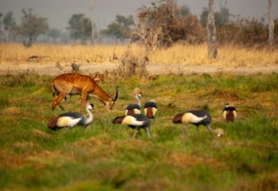 10 Reasons to Visit the Luangwa National Park