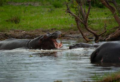 Is a 7-Day Safari Enough in Time in Botswana