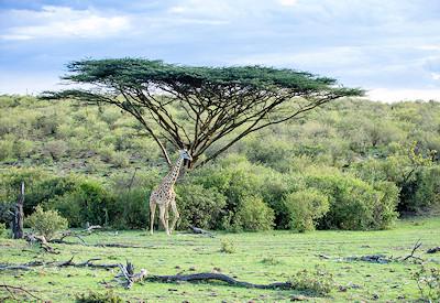 Kenya Travel Bucket List