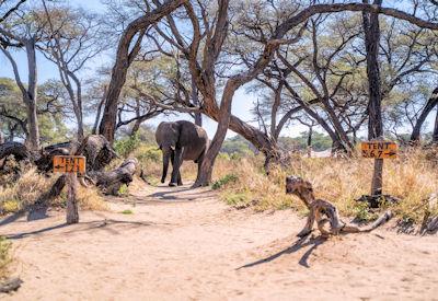 Luxury Camps in Zimbabwe