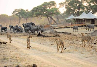 Luxury Tented Safari Camps in Zimbabwe