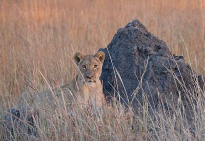 Ultimate Guide To A Zimbabwe Safari