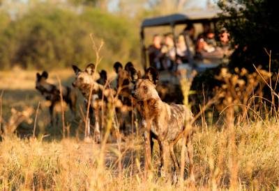 Botswana Miracle Rivers