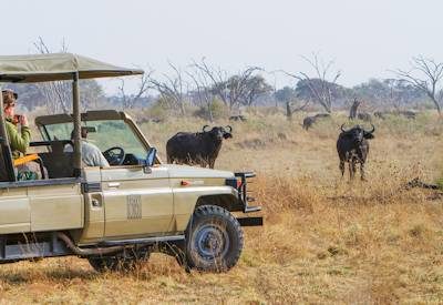 Savute And Delta Family Safari