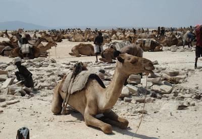 Ethiopia Volcano Safari
