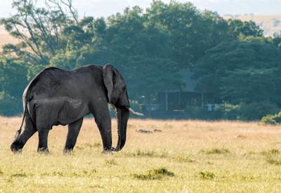 Mara Plains Camp