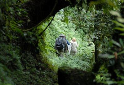 Gorillas through the Mist Safari