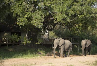 Tintswalo Safari Lodge | Manyeleti Private Game Reserve