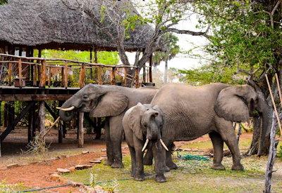 Selous Impala Camp